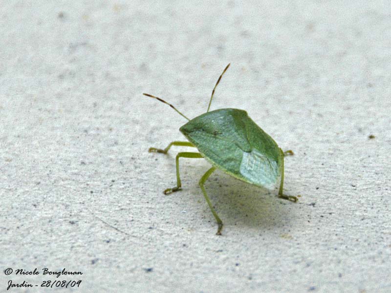 SOUTHERN GREEN STINK BUG - NEZARA VIRIDULA - PUNAISE VERTE