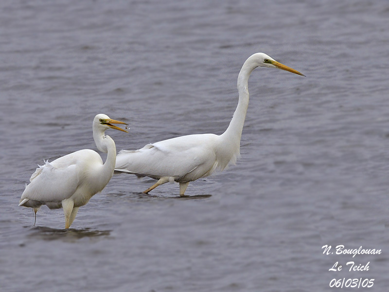 GREAT-EGRET