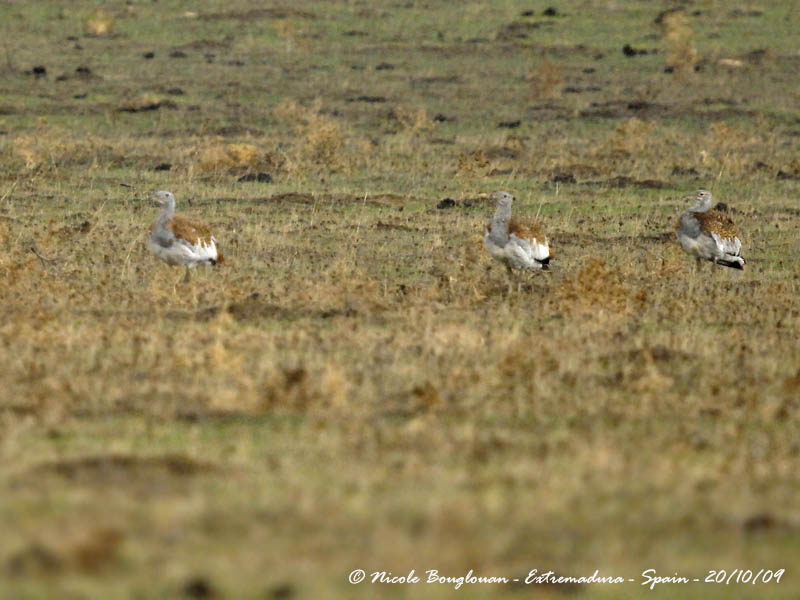 GREAT BUSTARDS in the rain