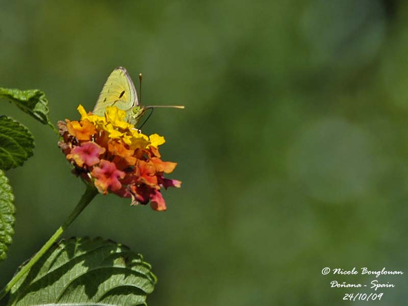 CLOUDED YELLOW - COLIAS CLOCEUS - LE SOUCI - Female