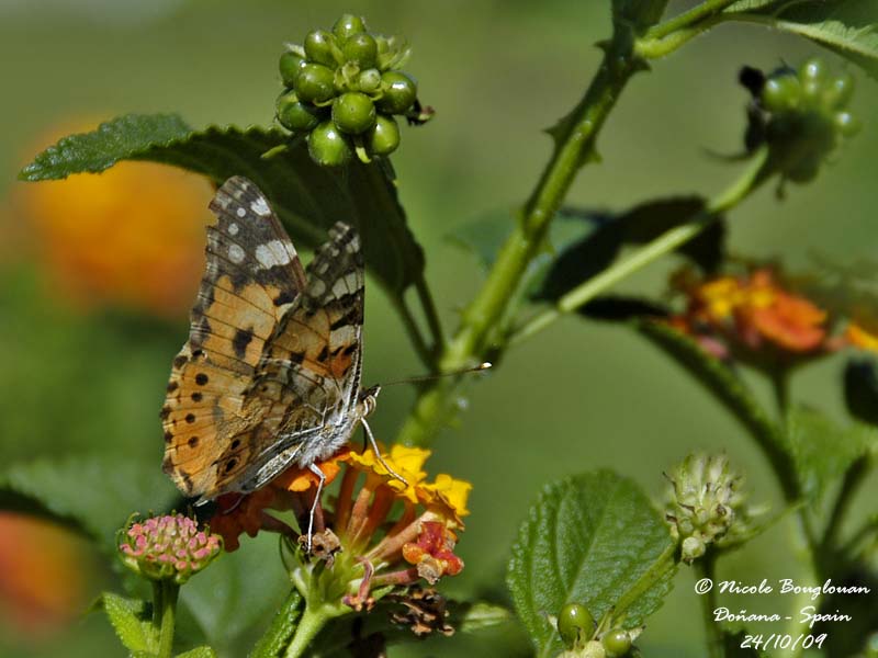 PAINTED LADY  - VANESSA CARDUI - BELLE DAME