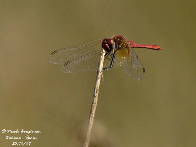 Sympetrum fonscolombii Male