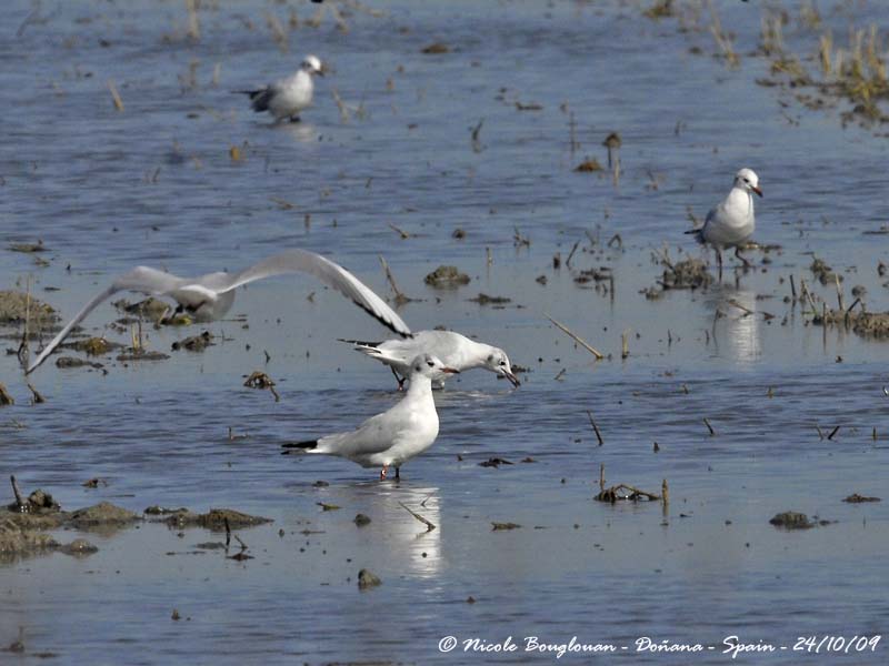 Black-headed Gulls