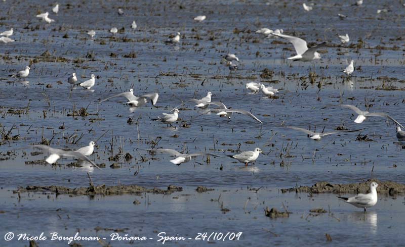 Black-headed Gulls