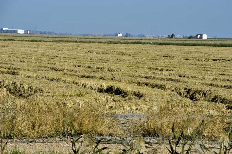 Isla Mayor - Ricefields