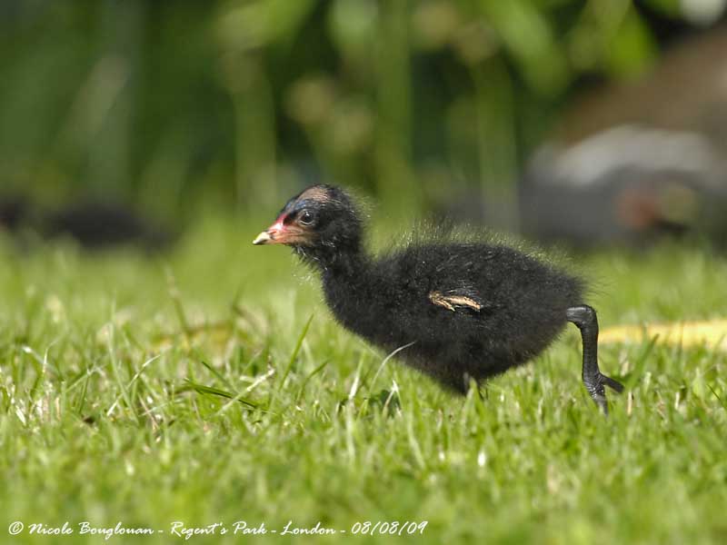 COMMON MOORHEN chick