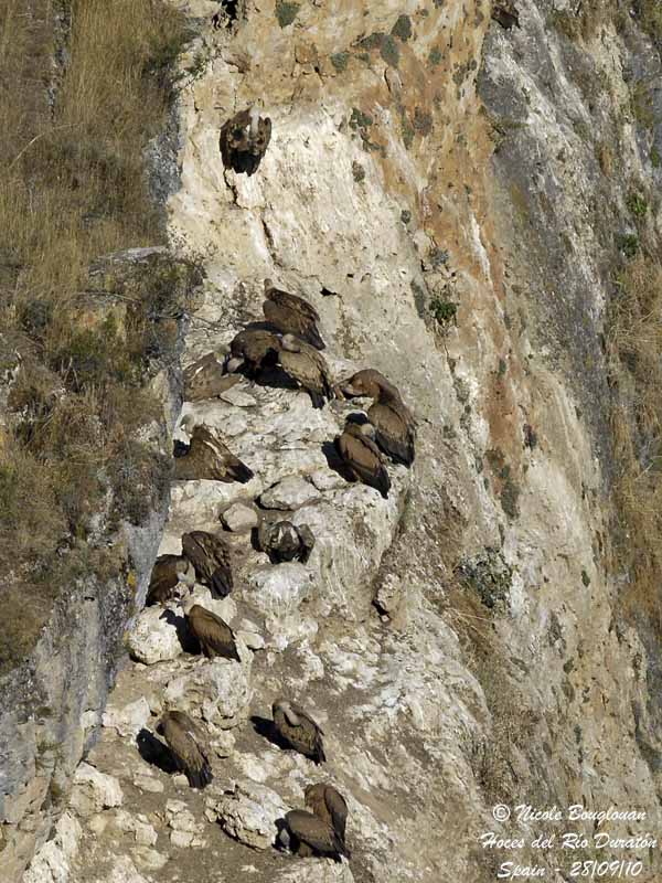 Griffon Vultures