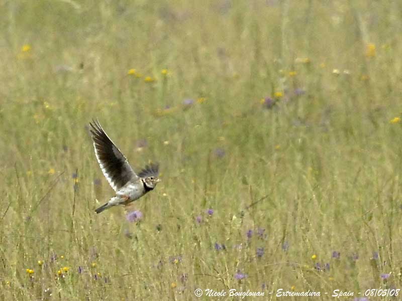 Calandra lark