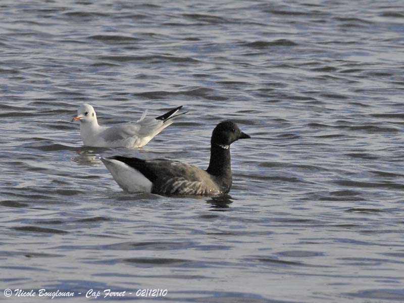 BRANT GOOSE and Black-headed Gull