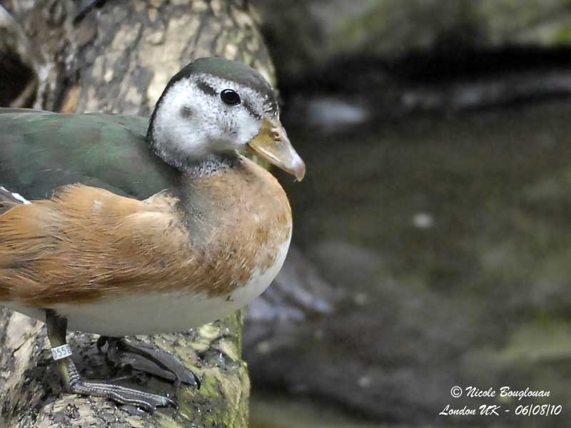 Female