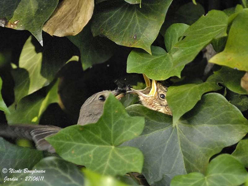 Spotted Flycatcher - nest