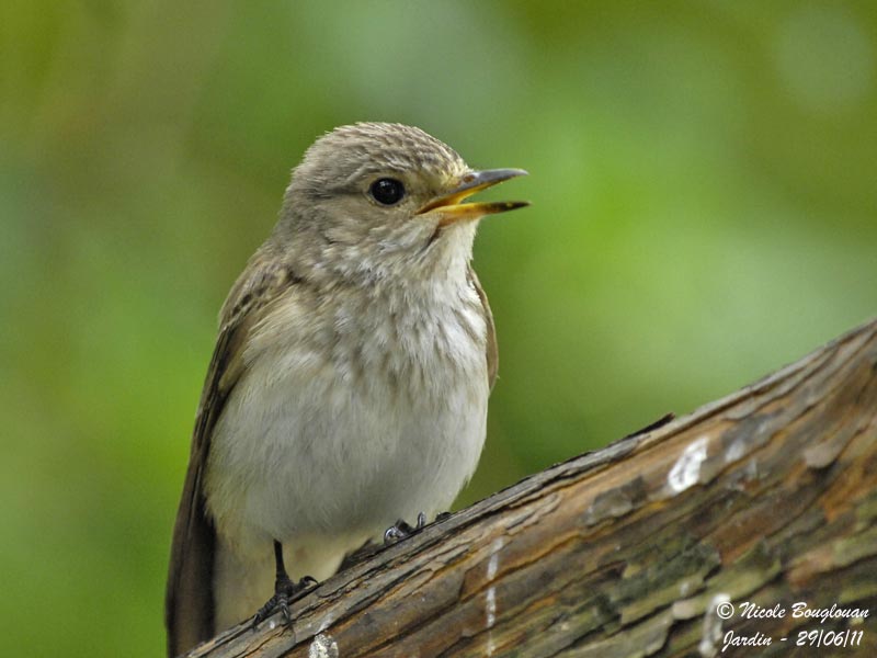 Spotted Flycatcher - adult