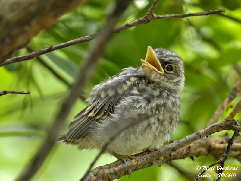 Spotted Flycatcher - juvenile