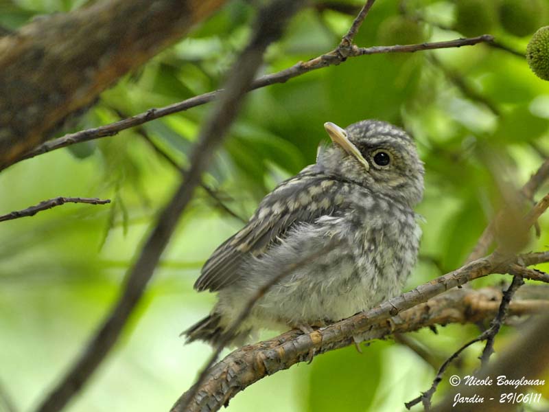 Spotted Flycatcher - juvenile