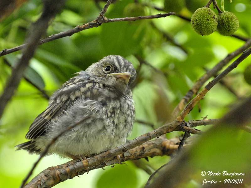 Spotted Flycatcher - juvenile