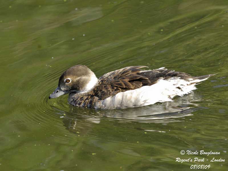 Long-tailed-Duck-female-summer