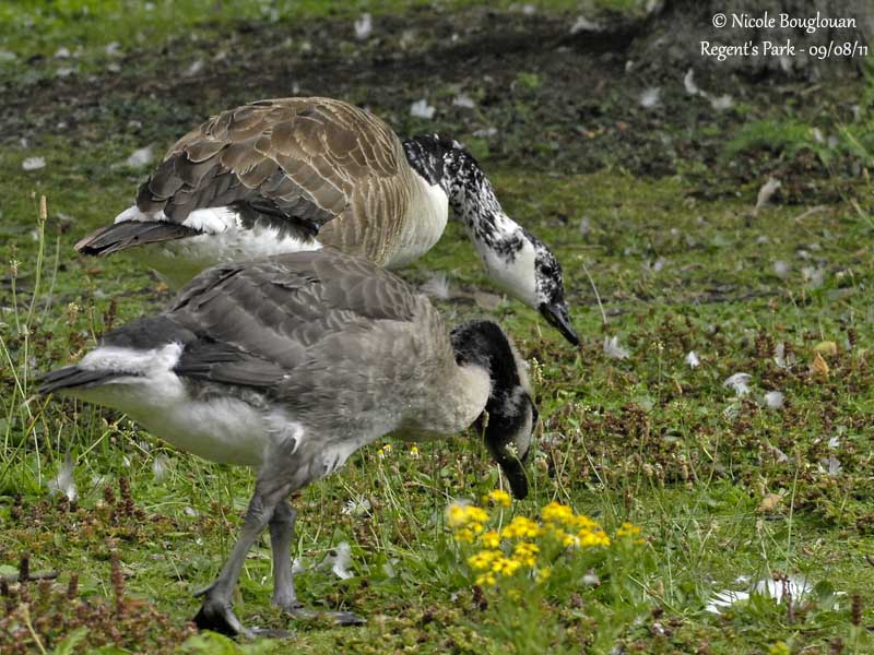 CANADA GOOSE - Adult (hybrid?) and juvenile