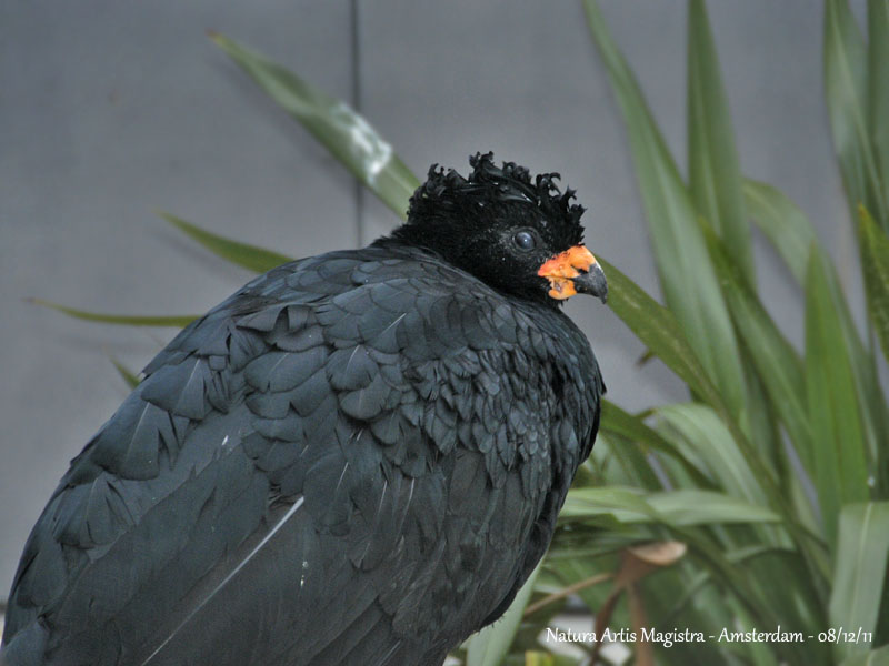 RED-BILLED CURASSOW - male