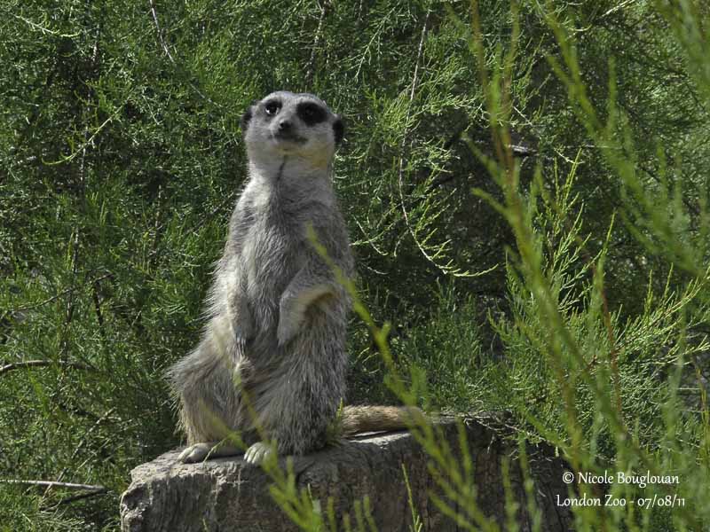 Meerkat - Suricata suricatta - Suricate