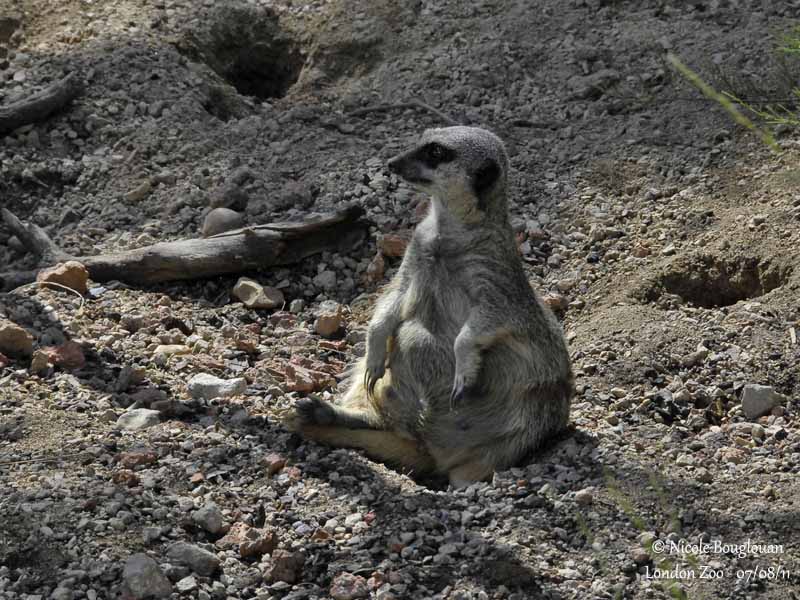 Meerkat - Suricata suricatta - Suricate