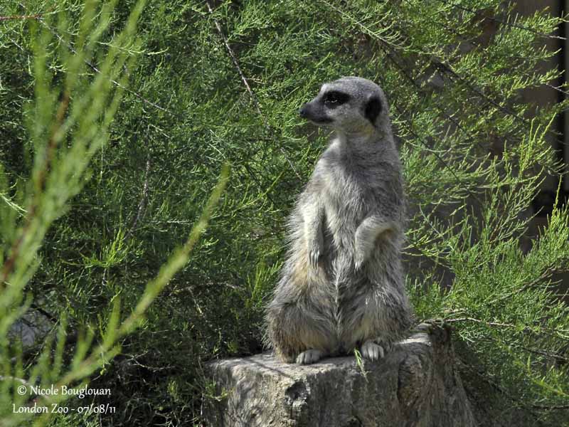 Meerkat - Suricata suricatta - Suricate