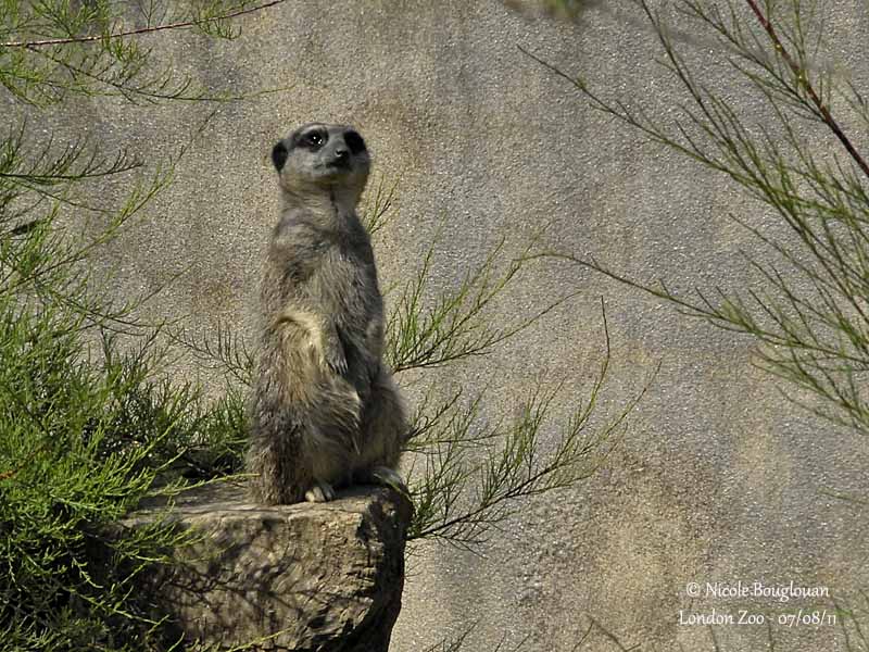 Meerkat - Suricata suricatta - Suricate