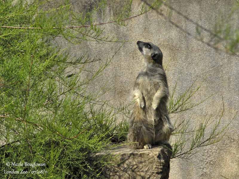 Meerkat - Suricata suricatta - Suricate