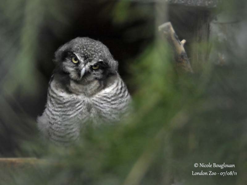 Northern Hawk owl - Surnia ulula - Chouette pervire