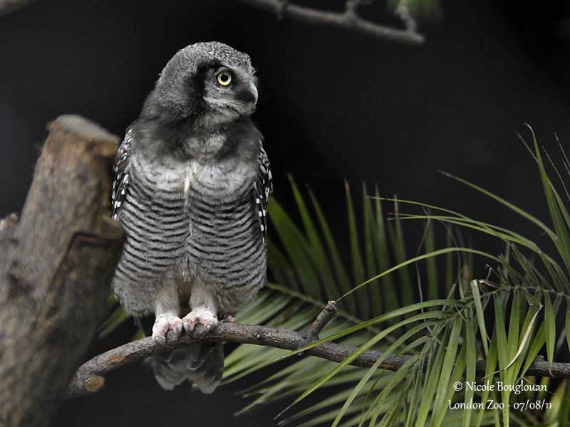 Northern Hawk owl - Surnia ulula - Chouette pervire