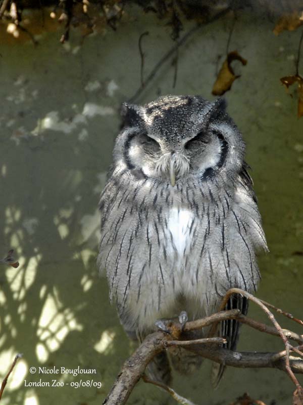 NORTHERN WHITE-FACED OWL