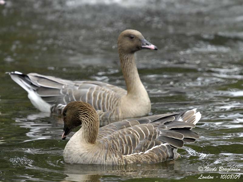 PINK-FOOTED-GOOSE