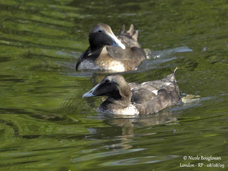 COMMON EIDER male-eclipse plumage