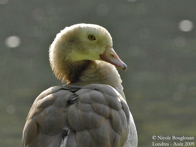 EGYPTIAN-GOOSE - pale