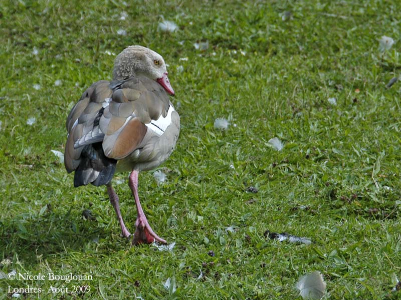 EGYPTIAN-GOOSE - pale