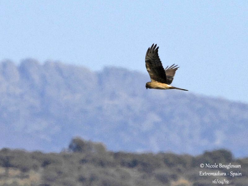 Montagus Harrier female - Normal morph