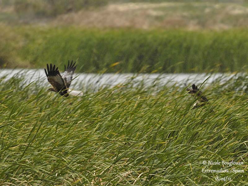 Western Marsh Harrier pair