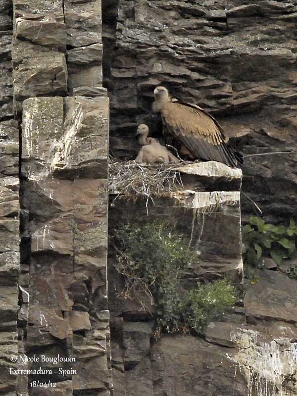 Eurasian Griffon Vulture