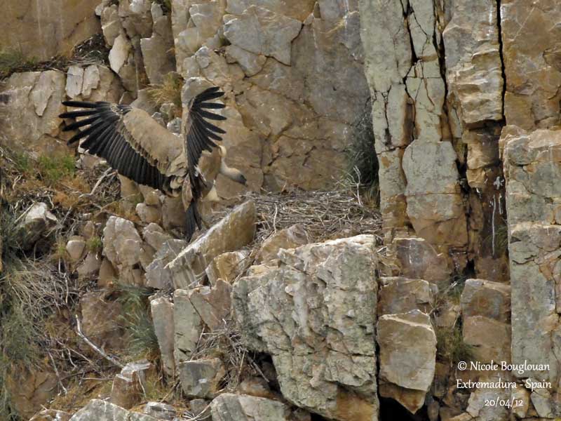 Eurasian griffon Vulture