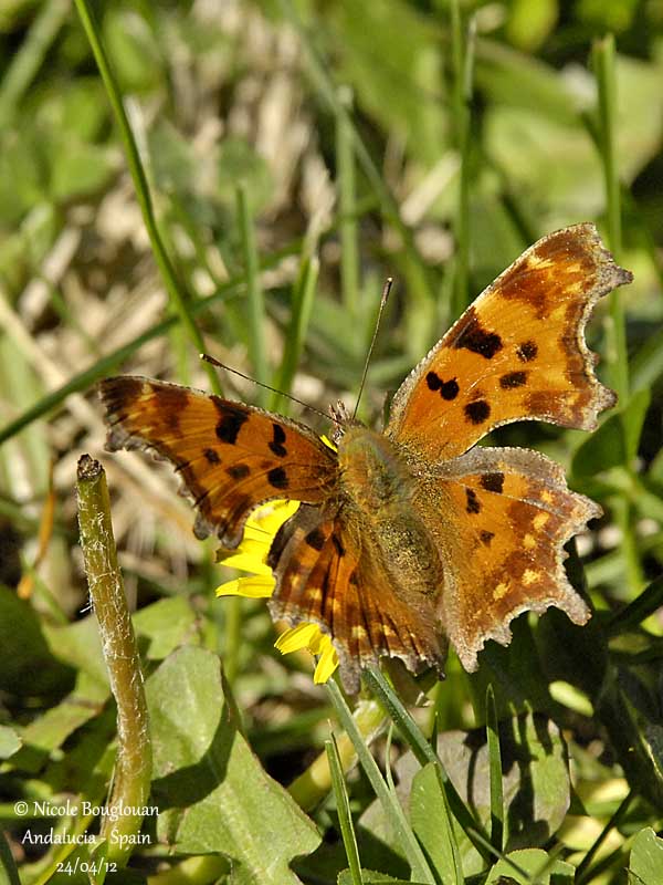 COMMA