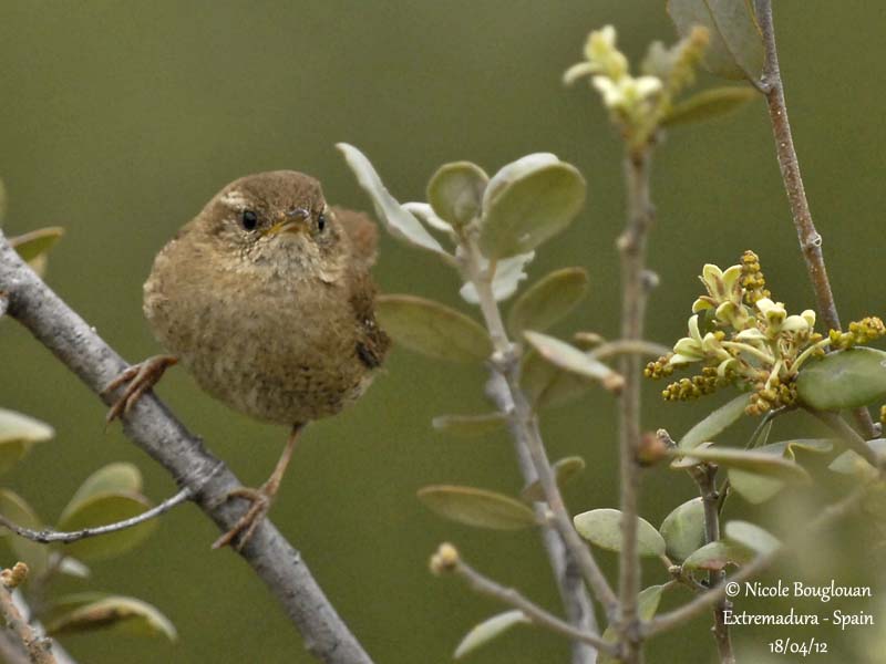 Eurasian Wren