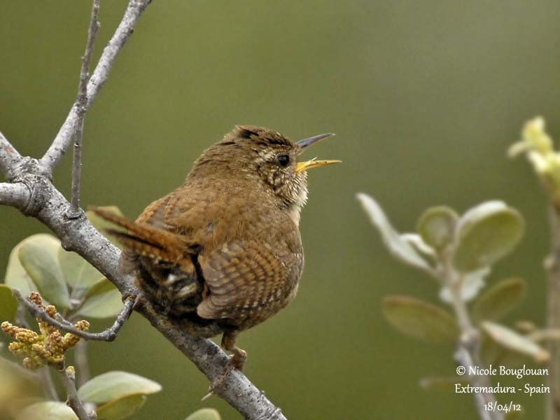 Eurasian Wren