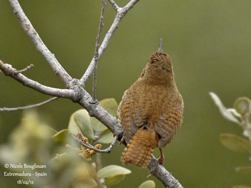 Eurasian Wren