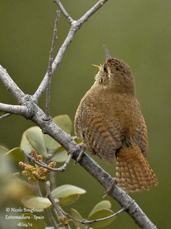 Eurasian Wren