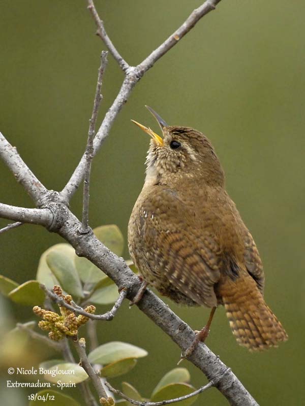 Eurasian Wren