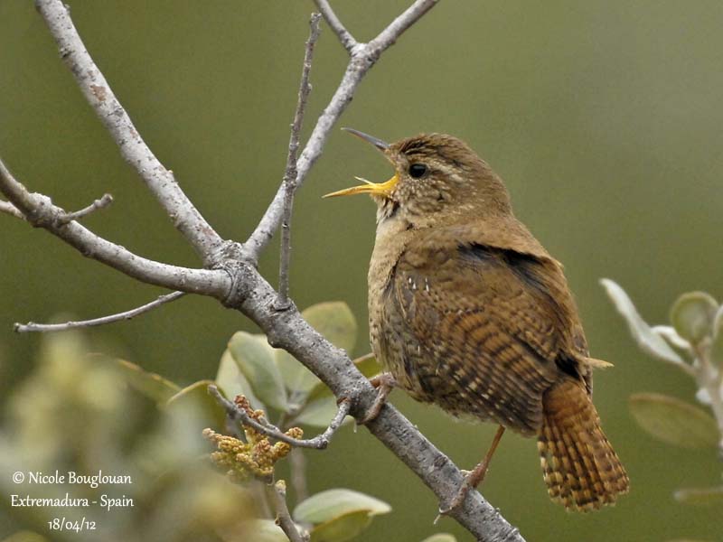 Eurasian Wren