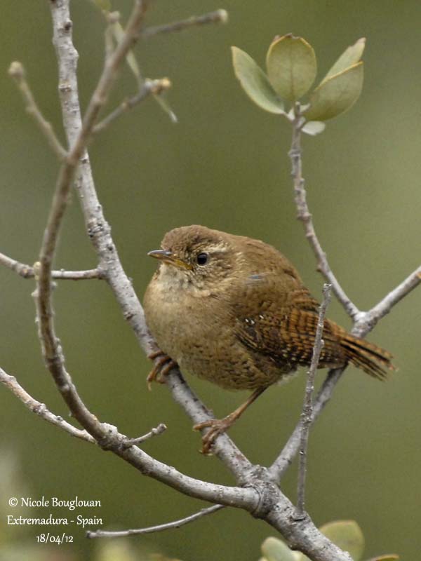 Eurasian Wren