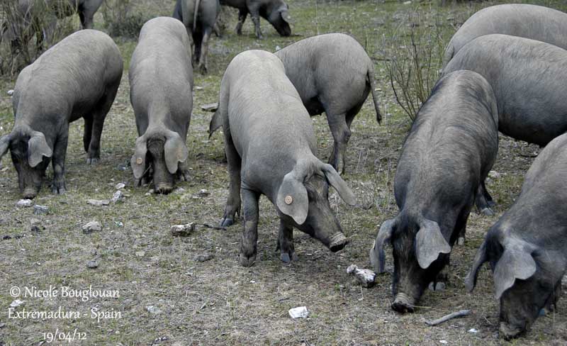 Black pig Extremadura