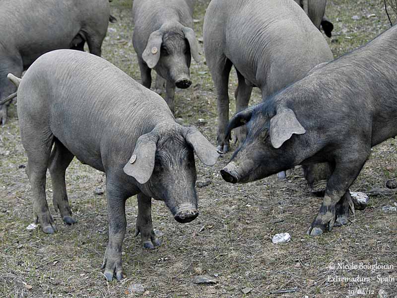 Black pig Extremadura