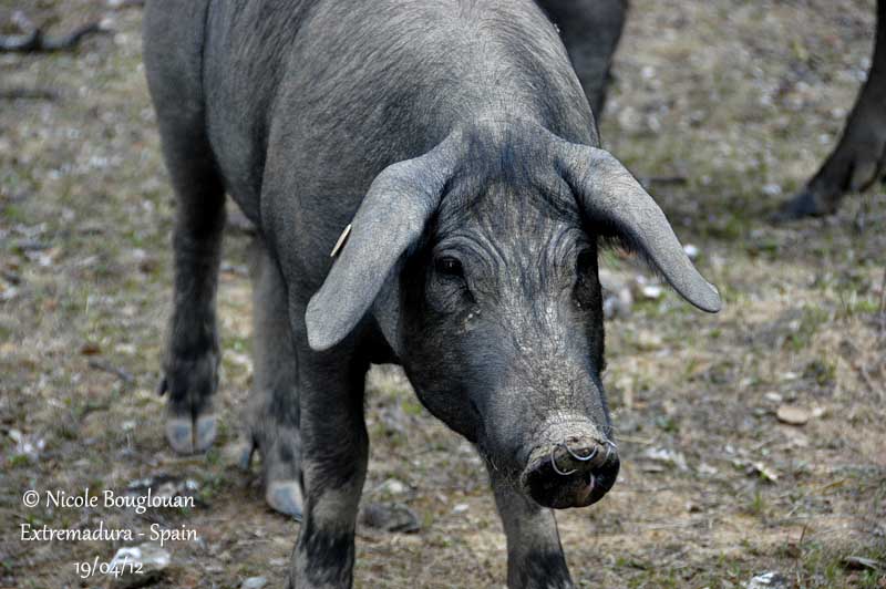 Black pig Extremadura