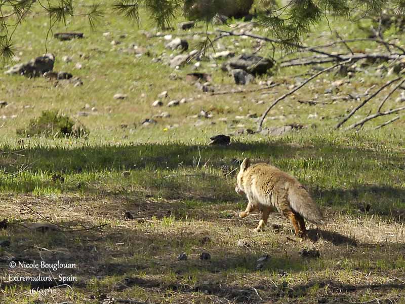 Renard roux